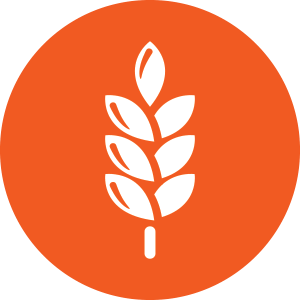 contains-wheat